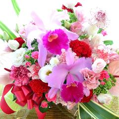 ���o�[�Y�R���`�F���g�@�i���̃t�����[�A�����W�����g�j�s���N�n�@�a�����A�����L�O���A���j���A�h�V�̓�