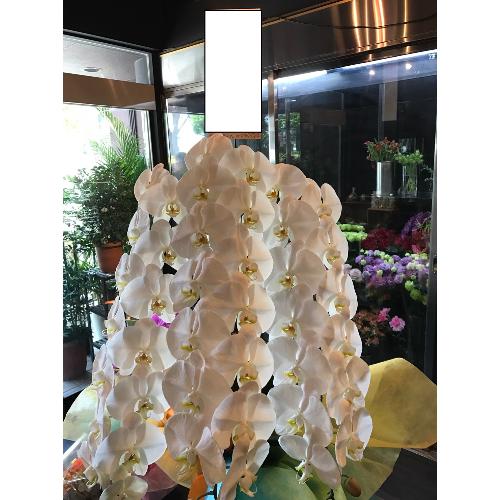 ���؁I�Ӓ���38�`40�ց@3�{���������O�@��2
