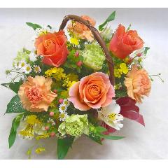���I�����W�K�N�ƃJ�[�l�[�V�����̃A�����W���a�����E���l�̓��E�����L�O���E���ʁE�E�E���s���{��悩�炨�͂����܂�