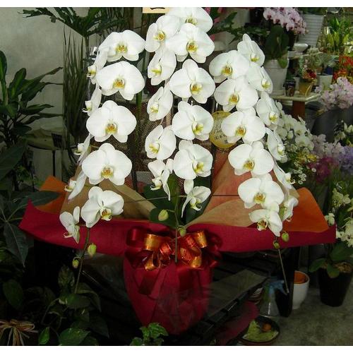 ���Ӓ����i���RF�j�����s���{��擖�X��蒚�J�ɒ��ڂ��͂����܂��B��j�����E�J�X�j���E���N�j���E���z���j���E�V�z�j���E�a������2