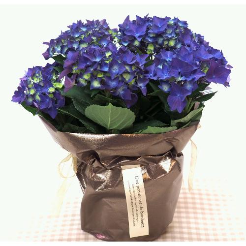 ���Z���u���[���������f�B�[�v�p�[�v�������̓��ɁE�E���s���{��悩�炨�͂����܂��B