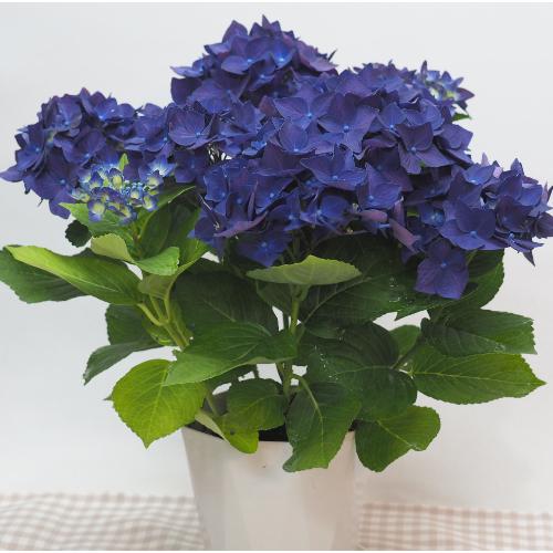 ���Z���u���[���������f�B�[�v�p�[�v�������̓��ɁE�E���s���{��悩�炨�͂����܂��B5