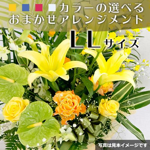 ���܂����A�����W�����gLL�T�C�Y