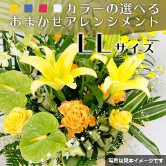 ���܂����A�����W�����gLL�T�C�Y