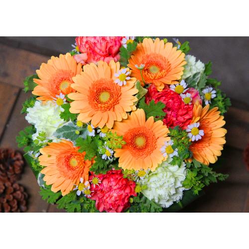 ���ʉ�u�K�[�x���A�����W�����gM�v�I�����W4