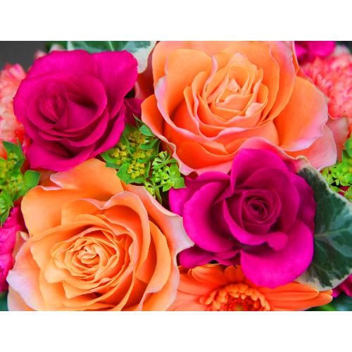 ����ς��K�N�I�yLe Rose(�� ���[�[�jM �r�r�b�h�z3