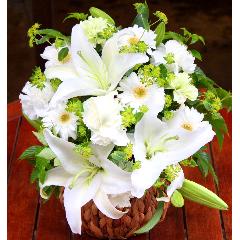 ���炩�Ȕ��������u�������A�������[�v�z���C�gR07ARW