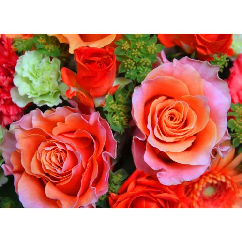 ���̓��yLe Rose(�� ���[�[�jL �I�����W�z4