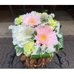 �y�b�g�̂����݁u�������A���v�z���C�g�E�s���NSS