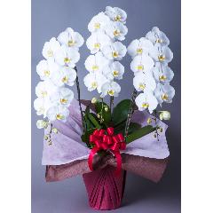 �Ӓ����i�R�`���E�����E�����傤���j�@�R�{�����@��