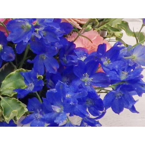 [NEW!]�u���[�̃f���t�B�j���E�����g�����u�₩�ȃA�����W�����g��2