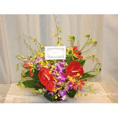 �Ă̑��蕨�ɂ͂҂�����̃g���s�J���A�����W��