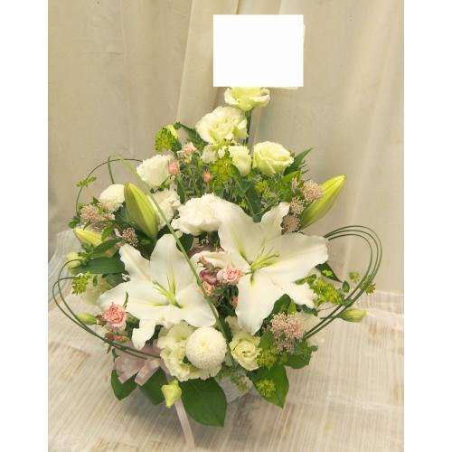 �yNEW�z�������Ō��I�ȃA�����W�i���n�j3