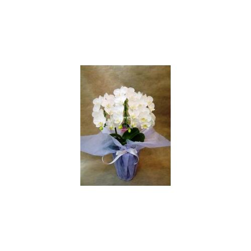 �����d�̑O�͉؂₩�ɕϐg�I2