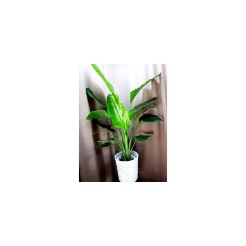 �Z���X�̗ǂ����������ϗt�I�[�K�X�^�[�@�J�S�t��2
