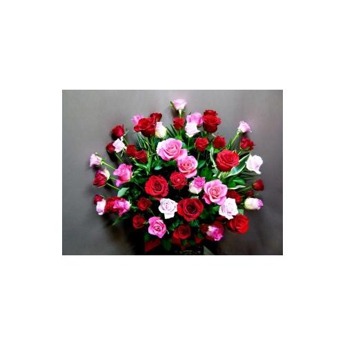 �o���̐Ԃƃs���N�@50�{�@�h�V���̕��h