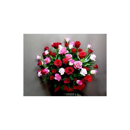 �o���̐Ԃƃs���N�@50�{�@�h�V���̕��h2