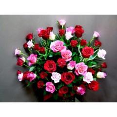 �o���̐Ԃƃs���N�@50�{�@�h�V���̕��h