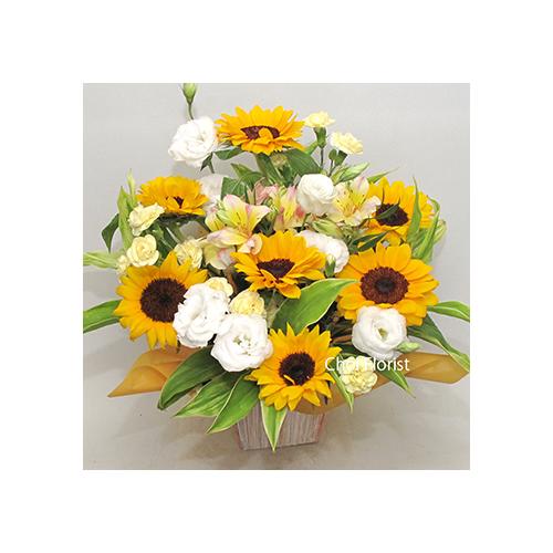 �q�}�����A�����W�^�`230