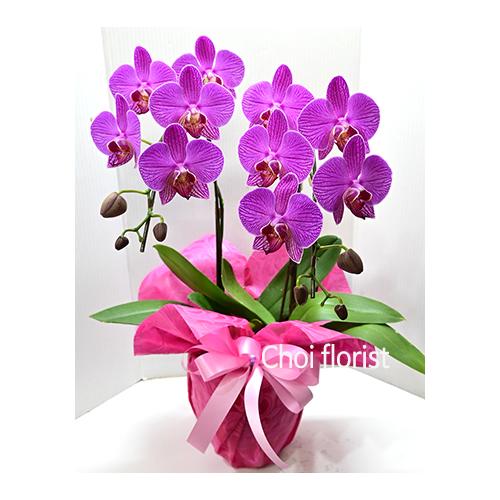 �~�j�Ӓ����s���N�n/or1090