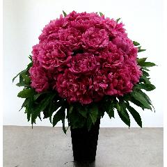 �V���N���N�V���N���N
