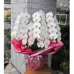 ��ց@���Ӓ����@�r�N�g���[�z���C�g�@�T�{���@45�`50�֑O��