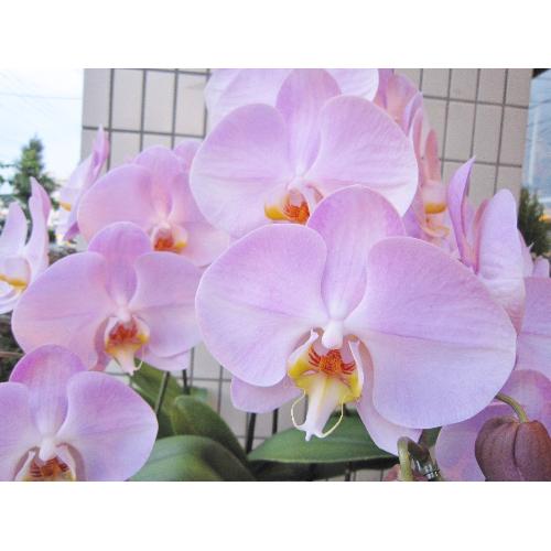 ��ց@�Ӓ����@�s���N�}���Z�C���Ȃǃs���N�n�@30�֑O��2
