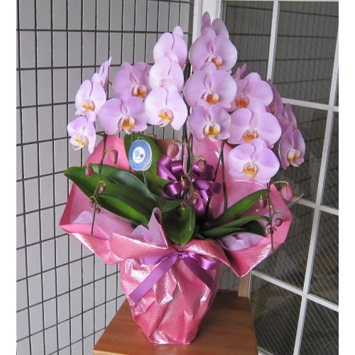 ��ց@�Ӓ����@�s���N�}���Z�C���Ȃǁ@33�֑O��