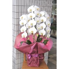 ���Ӓ����@�r�N�g���[ �z���C�g�iVICTORY WHITE)�@�R�{���@27�ֈȏ�