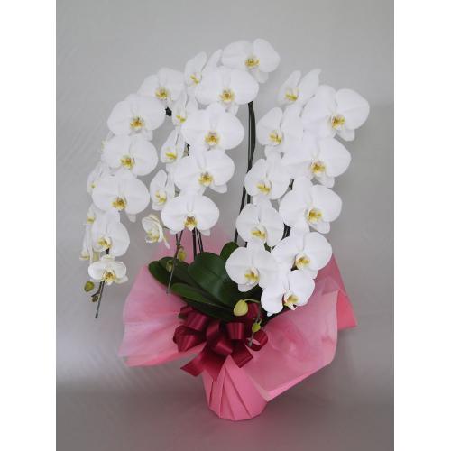 ���Ӓ����@�R�{���@�r�N�g���[�z���C�g�@40�֑O��