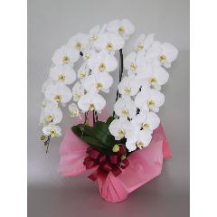 ���Ӓ����@�R�{���@�r�N�g���[�z���C�g�@40�֑O��