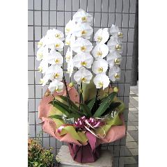���Ӓ����@�R�{���@�r�N�g���[�z���C�g�@33�`36�֑O��