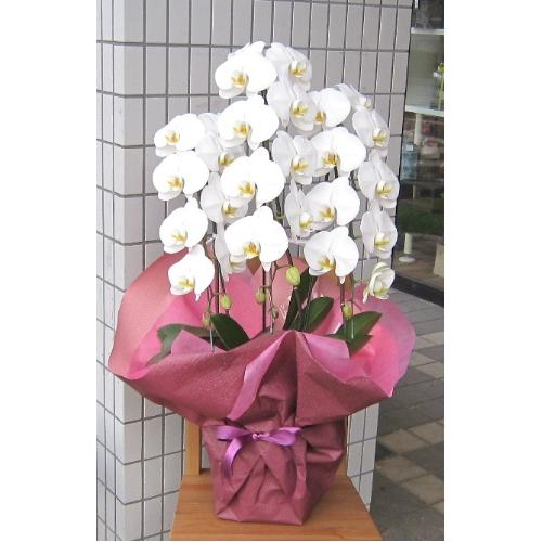 ���Ӓ����@�R�{���@�r�N�g���[�z���C�g�@30�`33�֑O��
