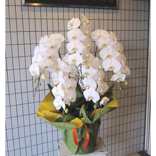 �Ӓ����@��֌n�@���@�T�{���@50�֑O��