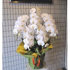 �Ӓ����@��֌n�@���@�T�{���@50�֑O��