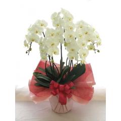 �Ӓ����@��֌n�@���@�T�{���@50�ց`55�֑O��