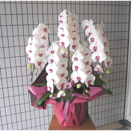 ��֌Ӓ����@���ԁ@�T�{���@70�ց`80�֑O��