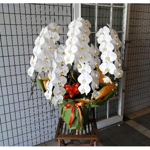 �ŏ㋉�Ӓ����@��֌n�@���@�T�{���@65�ց`�V�O�֑O��@2