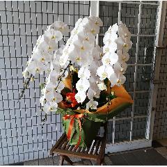 �ŏ㋉�Ӓ����@��֌n�@���@�T�{���@65�ց`�V�O�֑O��@