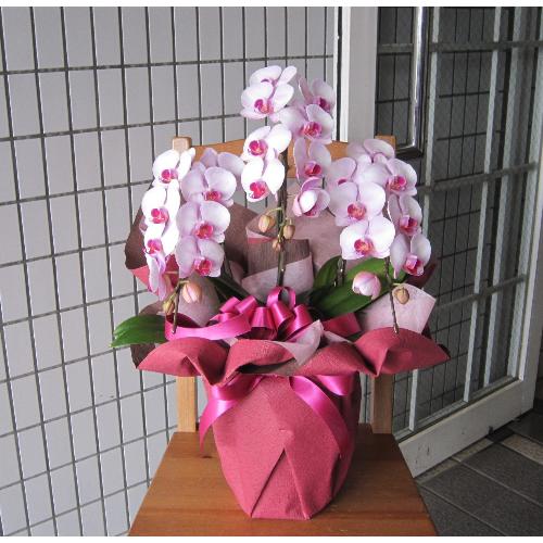 �~�f�B�[�Ӓ����@�s���N�n�@�u���C���s���N�n�v�@3�{��