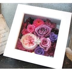 Quadrato �i�N�A�h���[�g�jpink purple