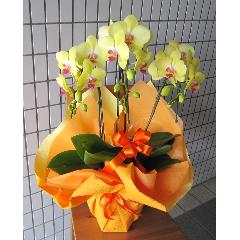 ���܂����@���F �I�����W�`�O���[���n�Ӓ����@���`���ց@�R�{��