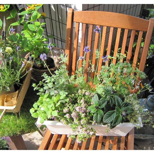 jardinet -�W�����f�B�l�[�@���̏����Ȃ���