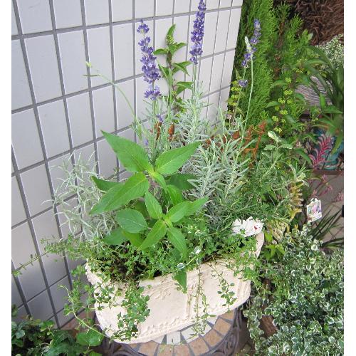 jardinet -�W�����f�B�l�[�@���̏����Ȃ���3