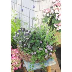 jardinet -�W�����f�B�l�[�@���̏����Ȃ���