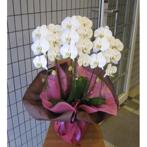 �yCUPBON/�J�b�v�{���z�w�Y�{�[���@�}����1