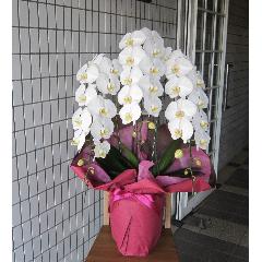 ���Ӓ����@�R�{���@�r�N�g���[�z���C�g�@35�֑O��