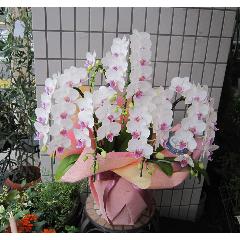 �~�f�B�[�Ӓ����@�s���N�n�@5�{��