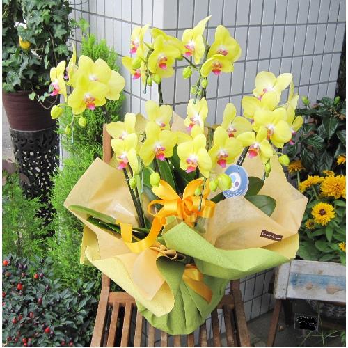 ���܂��� ���������F�I�����W�`�O���[���n�@���`���֌Ӓ����@�T�{��