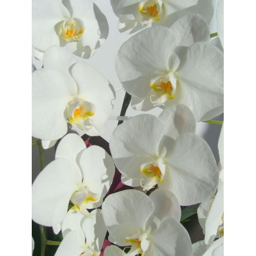 �Ӓ����i�z���C�g�j�y�n�C�O���[�h�z2